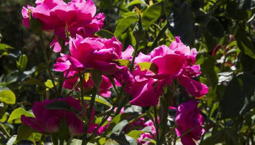 AGRITURISMO Case Catalano - Foto 5, Garden view