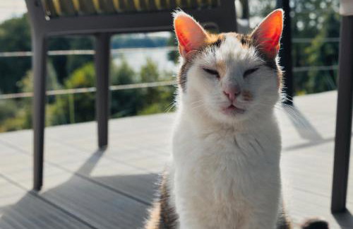 Port Rybaki & Vine Agritourism - Foto 6