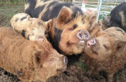 Well Farm Cottages - Foto 14