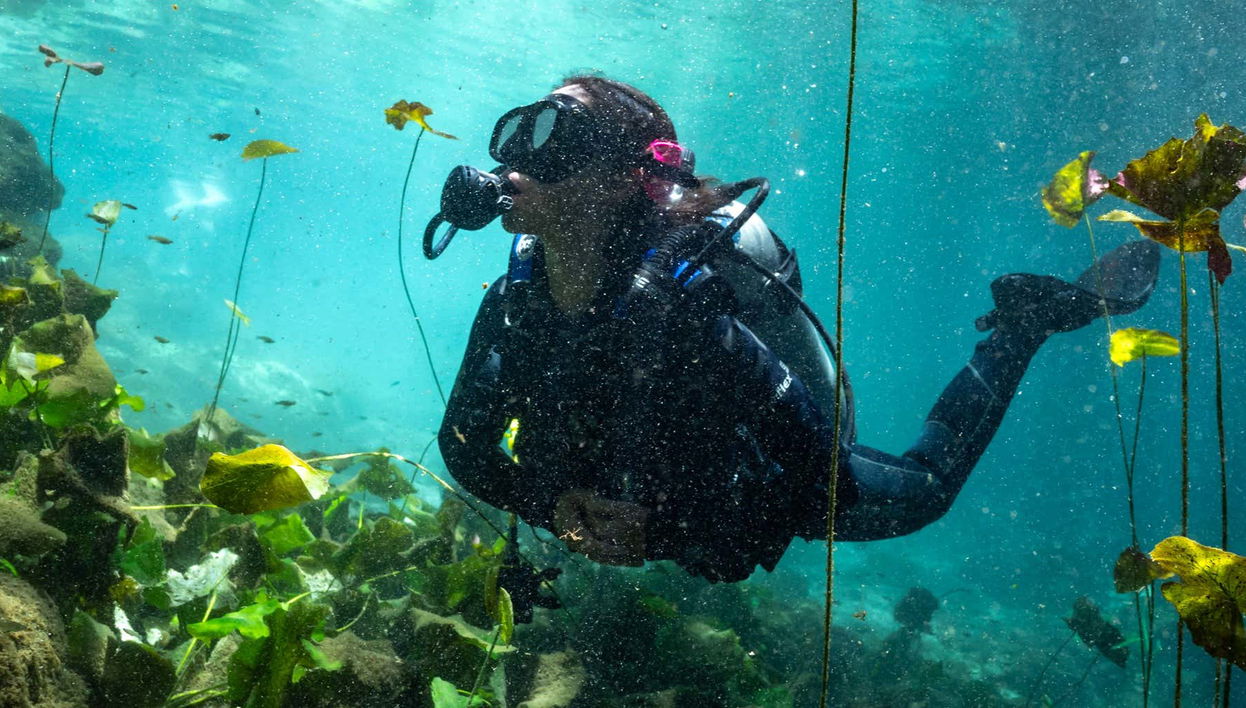Cenote Diving Experience in Mérida - Foto 1
