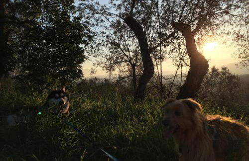 Arcobaleno Toscano - Foto 18