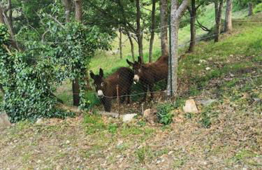 Appartement 2 ou 4 personnes. Venaco - Foto 19