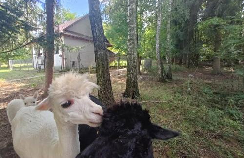 Dworek pod Liwoczem - Foto 47