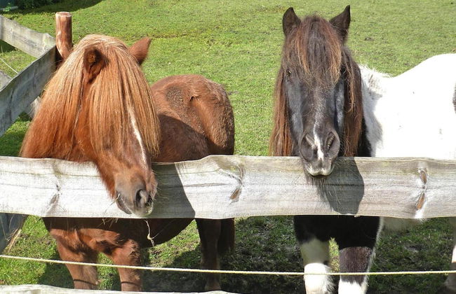 Ferienhof Landhaus Markus, Suderschwei - Foto 15