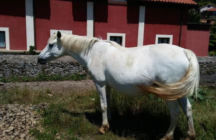 Posada Santa Eulalia - Foto 33