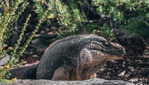 Iguana de Cayo Guana