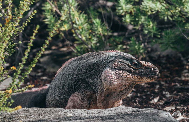 Excursión a la Isla de los Cerdos en avioneta - Foto 3