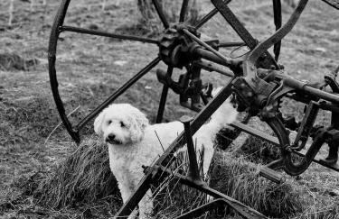 Ornum Self Catering Cottage - Foto 36