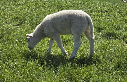 StrandGut 49 – Exklusive Penthousewohnung mit Sauna & nah am Strand! - Foto 28