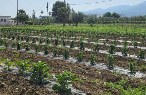 ILIOS K Village Resort - Foto 73