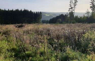 Holzhaus Chalet Nationalpark Eifel Hund willkommen - Foto 27