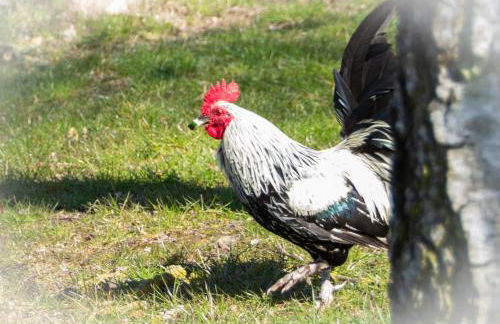 Meislahnhof Fehmarn - Foto 81