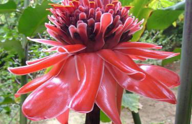 Chalé aconchegante a 50m da Praia - Ubatumirim - Foto 65