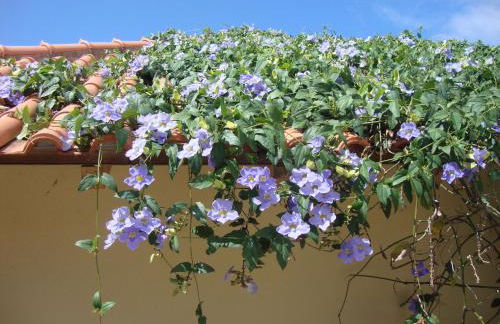 Blooming Botanic Houses - Foto 45