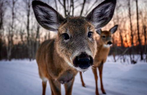 Paddler's Lane Retreat - Foto 68