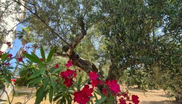 Tritsili house - Foto 3, Garden view