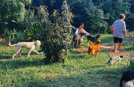 The Artist's Farm - Foto 16