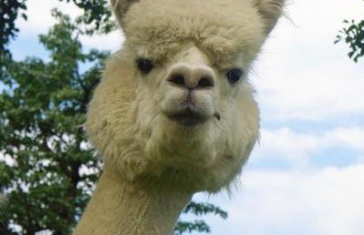 Urlaub mit Alpakas - Foto 37