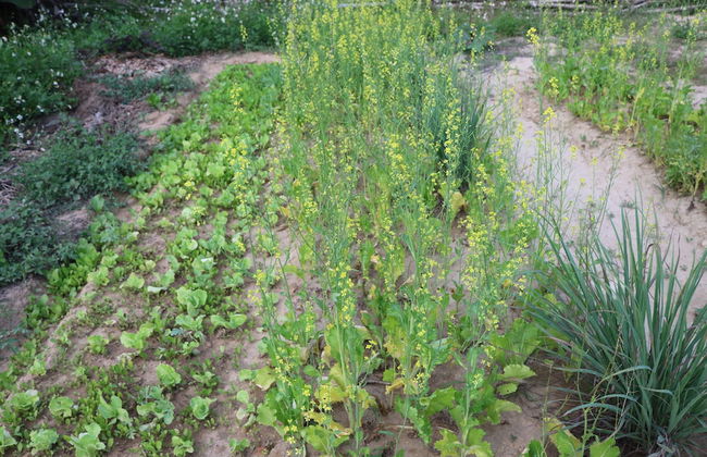 Green Areca villa - Photo 32