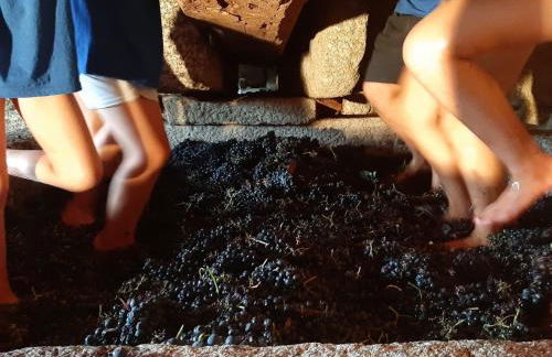 Quinta de Cypriano - Wine & Nature - Foto 106