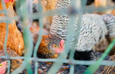 Ferienwohnung Peters - Photo 64