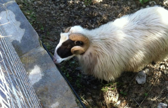Sea View Villa in Prinès with Private Pool near Rethymnon - Foto 13