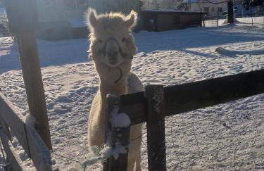 Ferienwohnung Sonnenschein mit kleinem Bauernhof - Foto 4