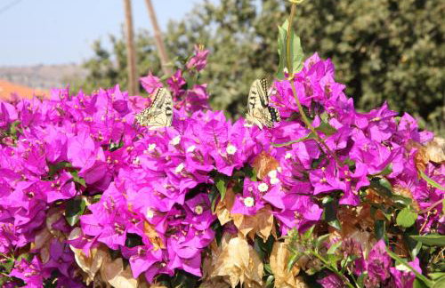 Aloe & Lotus Villas - Foto 25