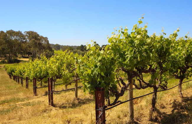Mclaren Vale Vineyard Homestead - Foto 41