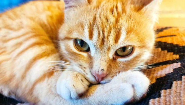 Terrenos do alojamento