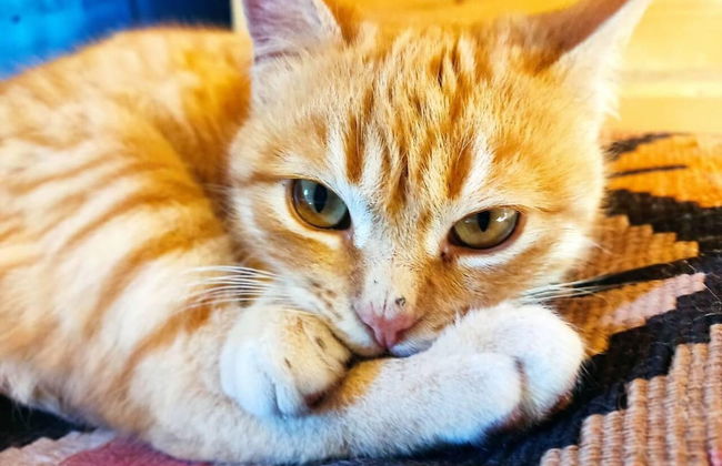 Forest Haven Chalet Karpenisi - Foto 5