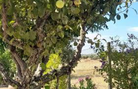 Monte do Ribeiro Baço - Monsaraz - Foto 14