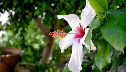 Ilianthos Traditional Maisonette - Foto 5