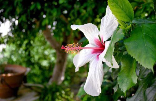 Ilianthos Traditional Maisonette - Foto 5