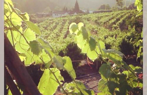 Quinta Da Longra - Foto 17