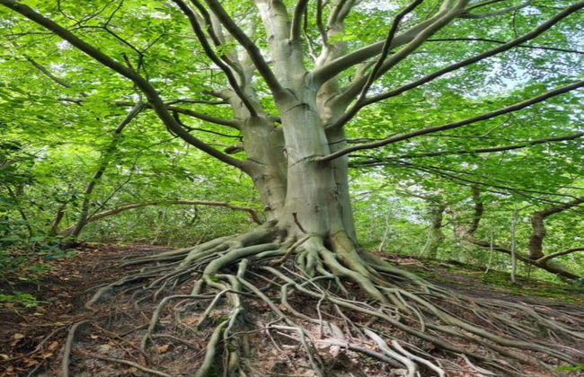 Elite Holiday Home in North Holland near Forest - Foto 20