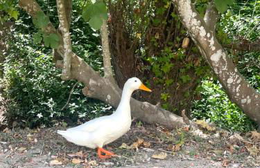 Casa da nascente douro - Foto 53