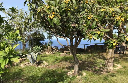 Bouganville in Villa Greco - Foto 66