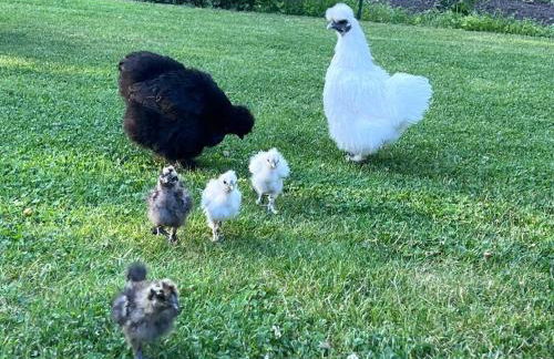 FeWo Hof-Idyll mit FassSauna / Spielplatz für Kids - Foto 11