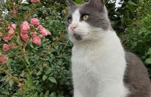 Apfelgartenhaus 3 - Foto 12