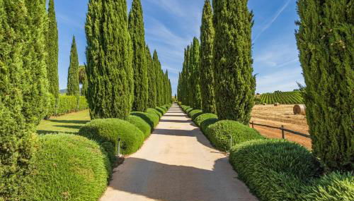 Il casale degli olivi - Foto 2