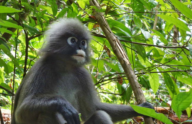 Billet pour The Habitat Penang Hill - Photo 5