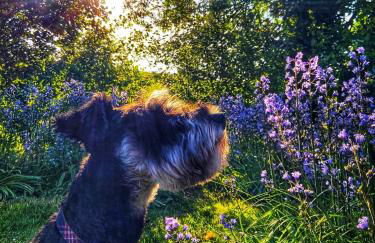 Elm Tree Cottage - Foto 8