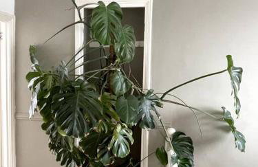 Home in West by the Sea - Foto 11