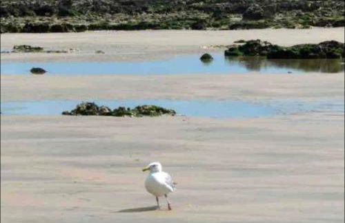 St Valery en Caux, apt vue mer et falaise: le bleu de lô - Foto 3