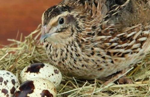 Ferienhof Broger FeWo Bergblickle mit Pool - Foto 17