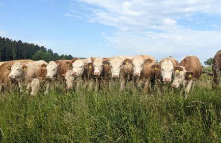 Wohlfühlmomente im Nordschwarzwald - Photo 22