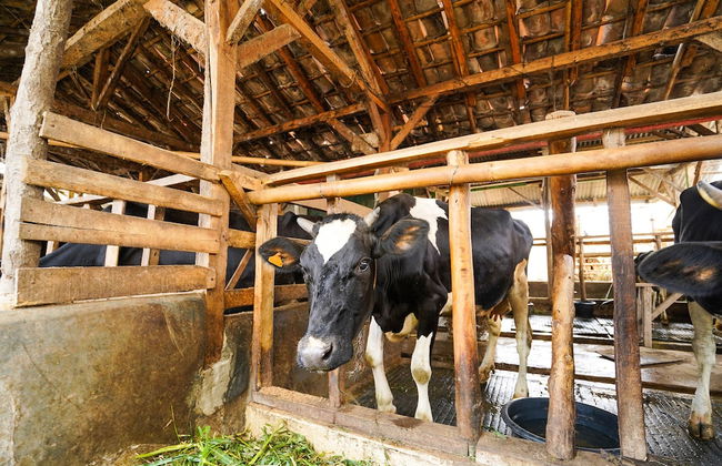 OYO Homes 91006 Eco Tourism Desa Cibodas Areng 5 Syariah - Photo 27