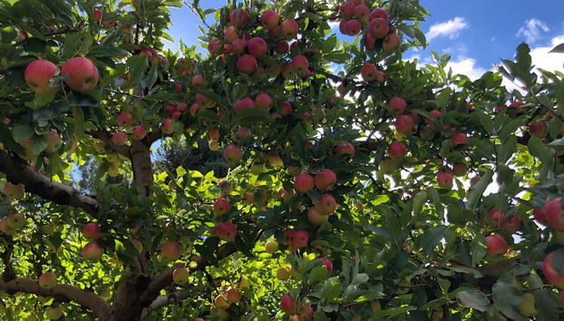 São Joaquim Apple Tour - Photo 2