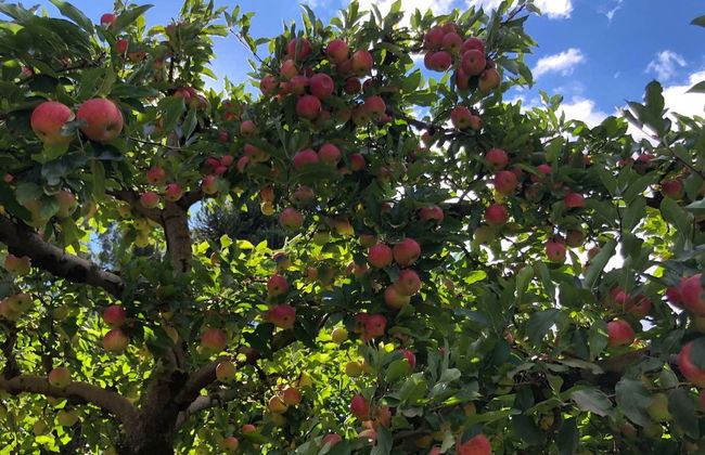 São Joaquim Apple Tour - Photo 2